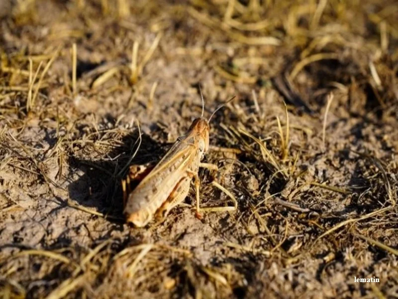 Invasion de criquets a Laayoune : situation maitrisee dans les provinces du Sud selon les autorites agricoles